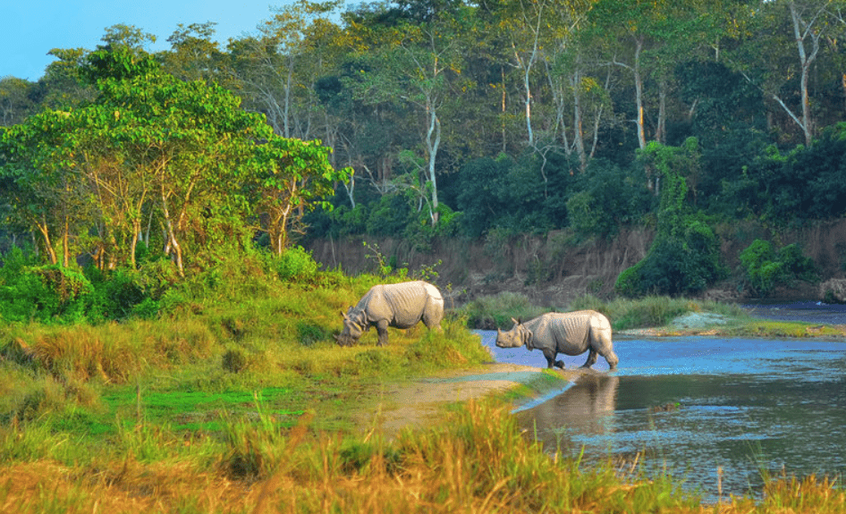 jungle safari