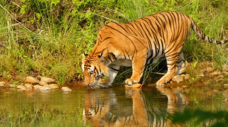 Reasons to Visit Bardiya National Park